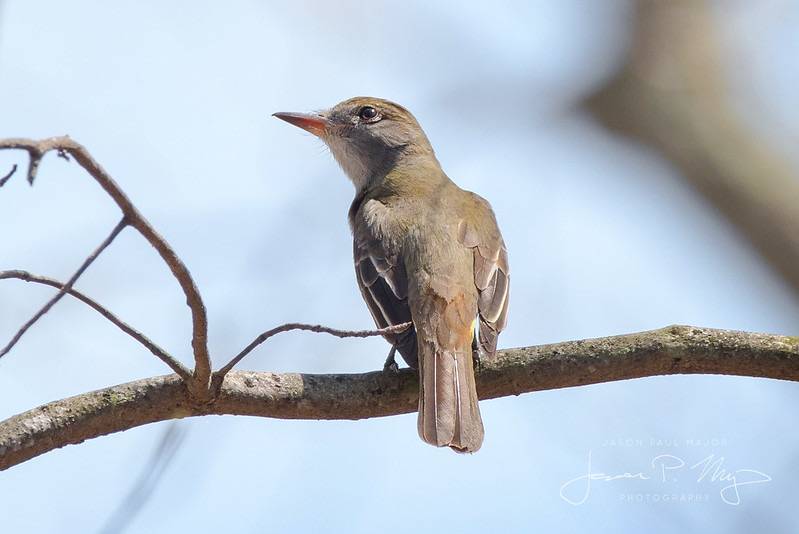Great Crested Flycatcher